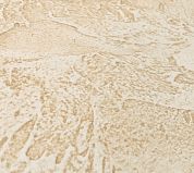 ������������ ���������� Dessa Decor "�����" (15 ��) ������ 9�2 �����