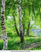 3D �������� "������" ����� (200*240��) 4,8�2