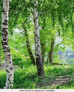 3D �������� "������" ����� (200*240��) 4,8�2